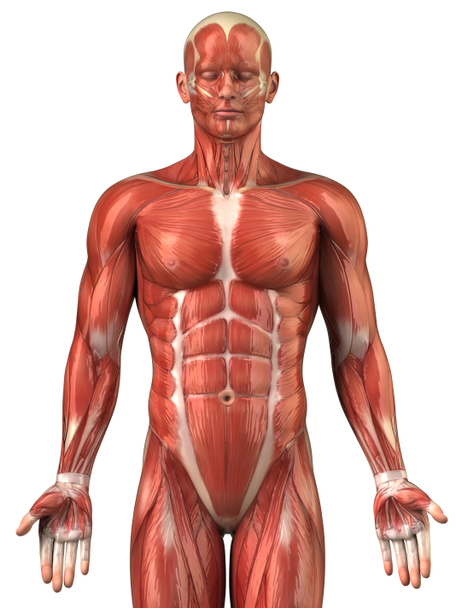 Układ mięśniowy człowieka anatomia przedni widok - Zdjęcie, obraz