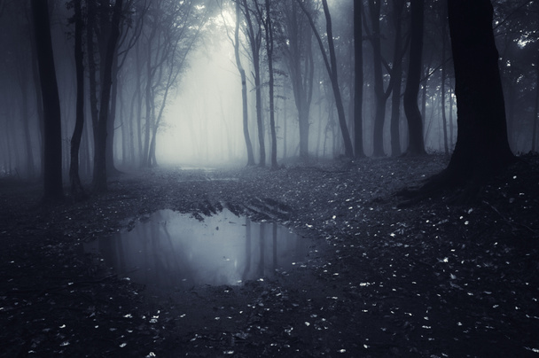 Jezioro w lesie ciemny, z mgły - Zdjęcie, obraz