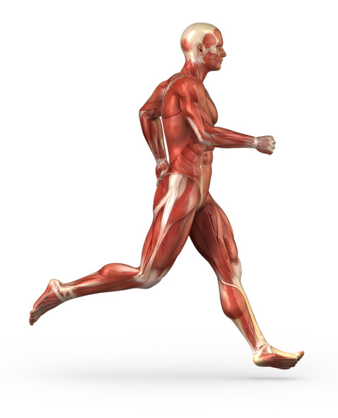 Running man muscular system anatomy - Photo, Image