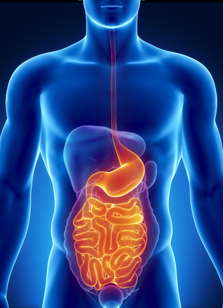 Anatomia do sistema digestivo humano
 - Foto, Imagem