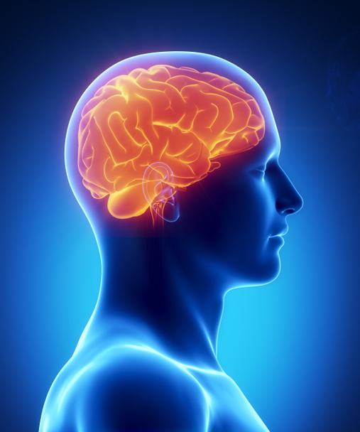 Cerebro humano brillante vista lateral
 - Foto, Imagen
