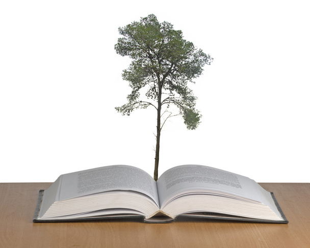 開いているブックから成長している松の木 - 写真・画像