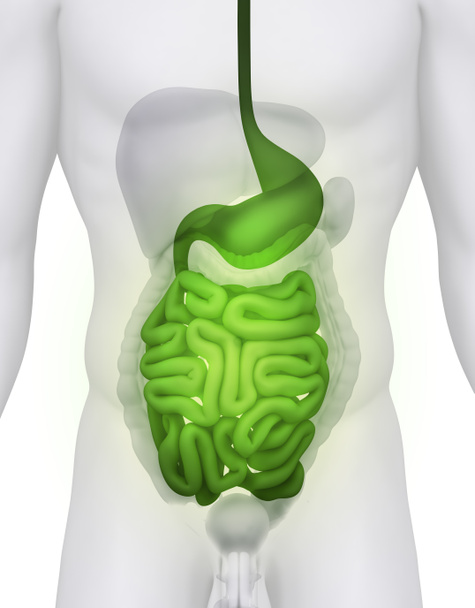 αρσενικό έντερα και το στομάχι ανατομία απεικόνιση σε λευκό - Φωτογραφία, εικόνα