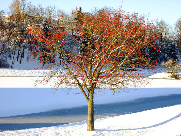 Ashberry boom in het park van Panevezys stad - Foto, afbeelding