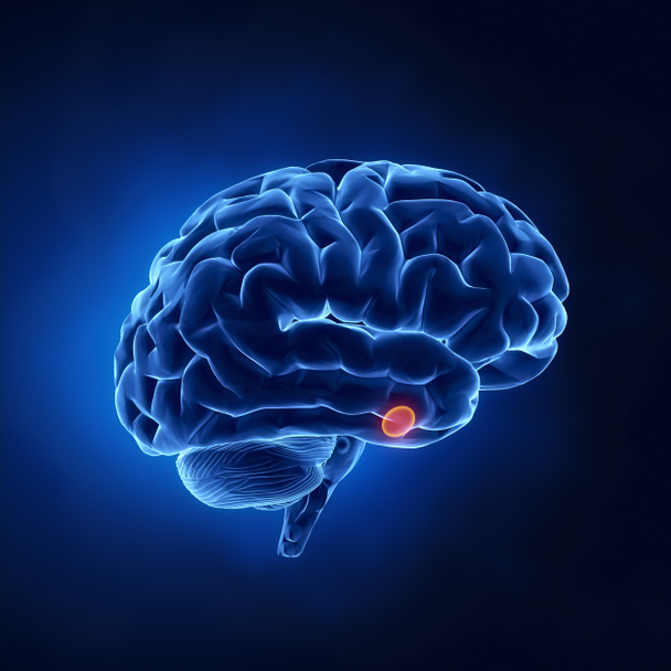 Parte da glândula pituitária - Cérebro humano em raios-x
 - Foto, Imagem