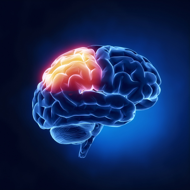 Lóbulo parietal - Cerebro humano en vista de rayos X
 - Foto, Imagen
