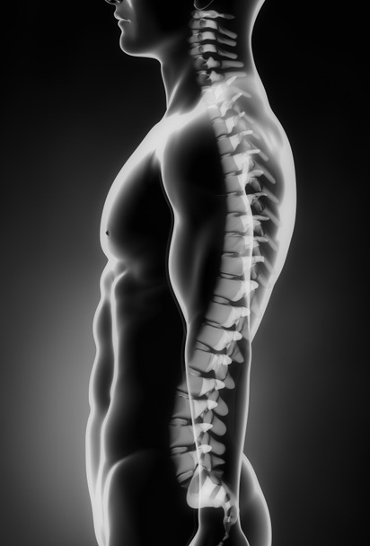Ihmisen selkärangan vasen sivuttaisnäkymä
 - Valokuva, kuva