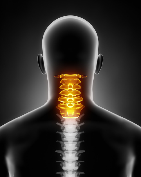 Anatomia della colonna vertebrale cervicale vista posteriore
 - Foto, immagini