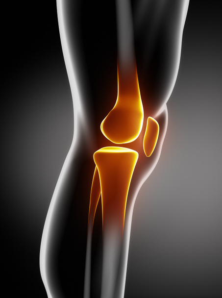 人間の膝の解剖学の側面図 - 写真・画像