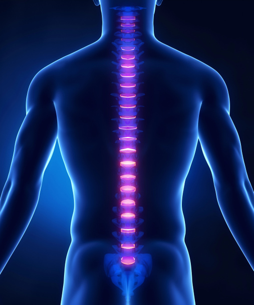 Anatomía del disco intervertebral espinal vista posterior
 - Foto, Imagen