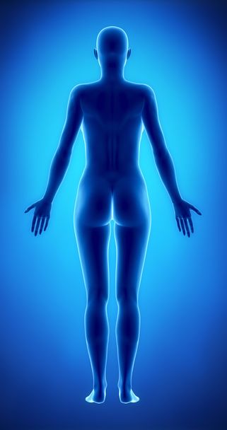 vrouwelijke figuur anatomische positie posterieure volgens - Foto, afbeelding