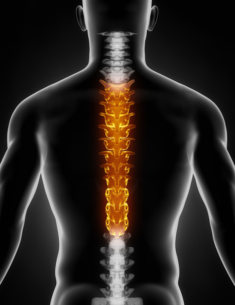 Rintakehä selkärangan anatomia taka näkymä
 - Valokuva, kuva
