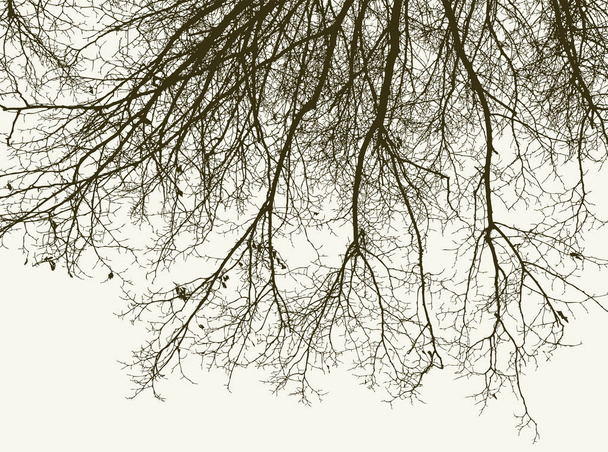 silhouette des branches des arbres en hiver
 - Vecteur, image