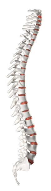 Vista laterale della colonna vertebrale
 - Foto, immagini