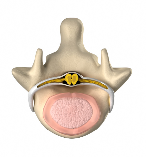 Normál porckorong, a gerincvelő és a nucleus pulposus - felülnézet - Fotó, kép