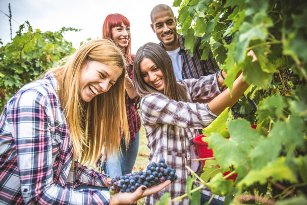 People harvesting in vineyard - Photo, image