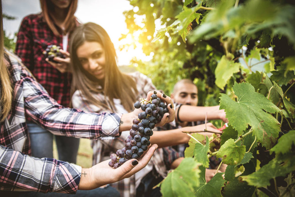 People harvesting in vineyard - Photo, image