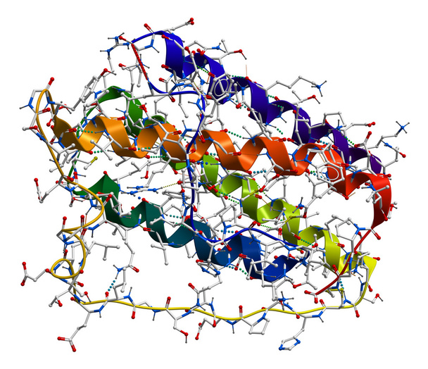 Leptina, la proteína de la obesidad humana
 - Foto, imagen