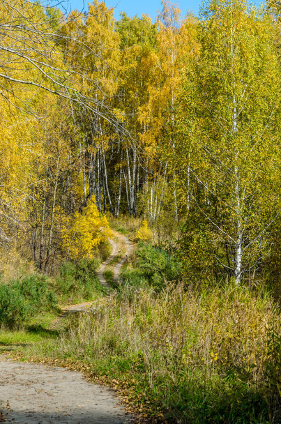 Las jesienią - Zdjęcie, obraz