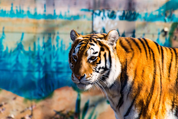 El tigre salvaje 2
 - Foto, Imagen