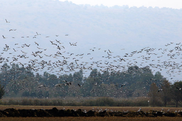 aves migratorias en el lago Hula
  - Foto, imagen