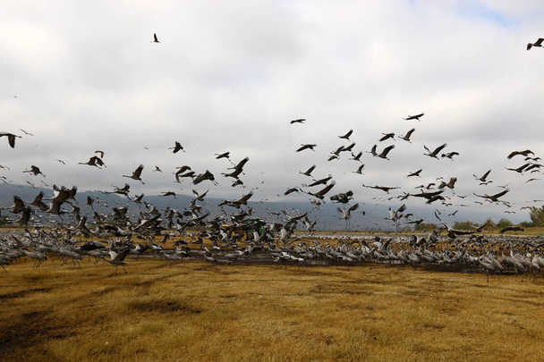 aves migratorias en el lago Hula
  - Foto, imagen
