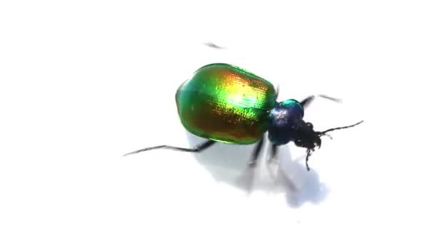 Large green beetle running macro - Materiaali, video