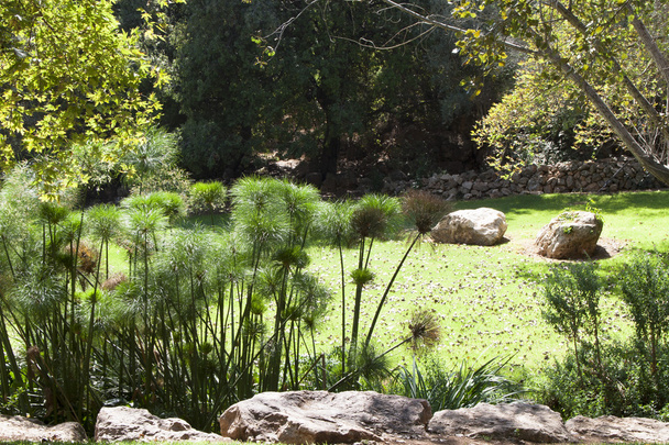 Pré vert dans le jardin du zoo biblique de Jérusalem
 - Photo, image