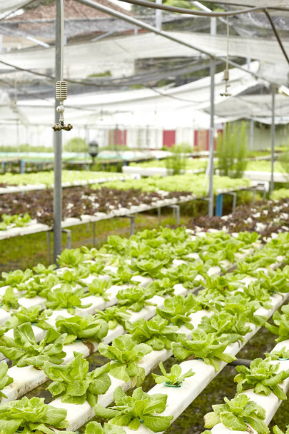 Zöldség hidroponikus kertben, öntözőrendszerrel szerves hidroponikus Zöldség termesztés farm - Fotó, kép
