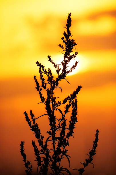 Plant silhouet op zonsondergang achtergrond - Foto, afbeelding