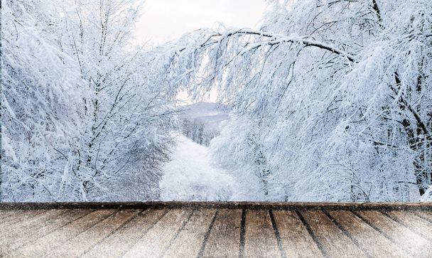 Winterwald mit Boden - Foto, Bild