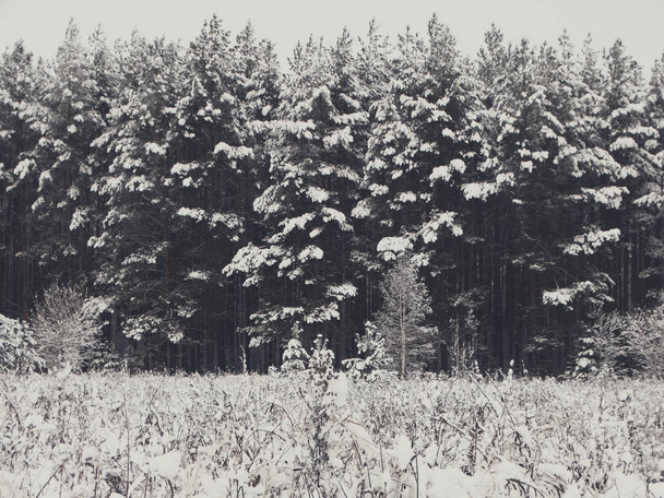 Winter forest in snow - Fotó, kép