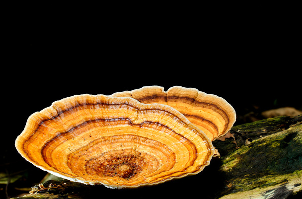 Mushroom - Photo, Image