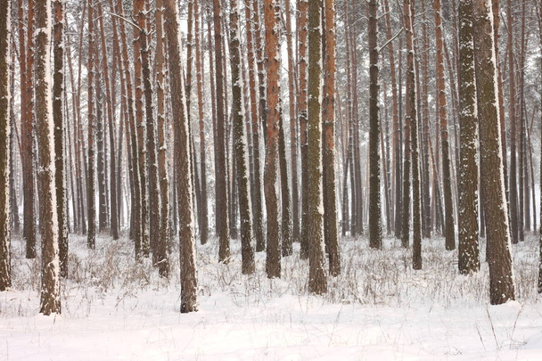 Snow covered pine trees in winter forest - Valokuva, kuva
