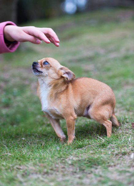Niedlicher Chihuahua-Hund - Foto, Bild