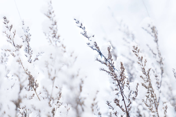 Winter landscape with snow - Foto, Imagen