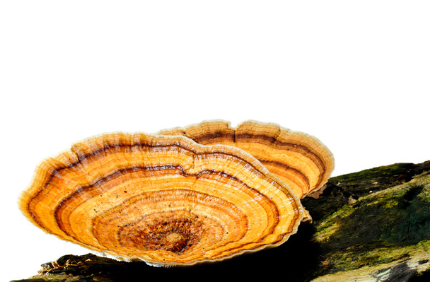 paddenstoel - Foto, afbeelding