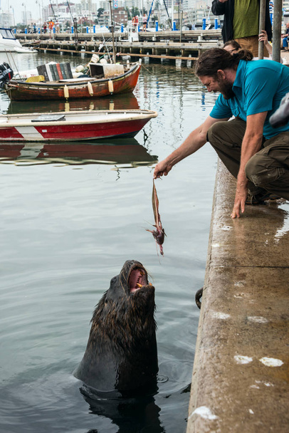 Tourist feeding fur seal fisheries waste - Photo, Image