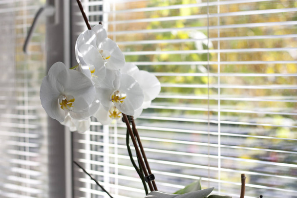 flores, persianas de ventana
 - Foto, imagen