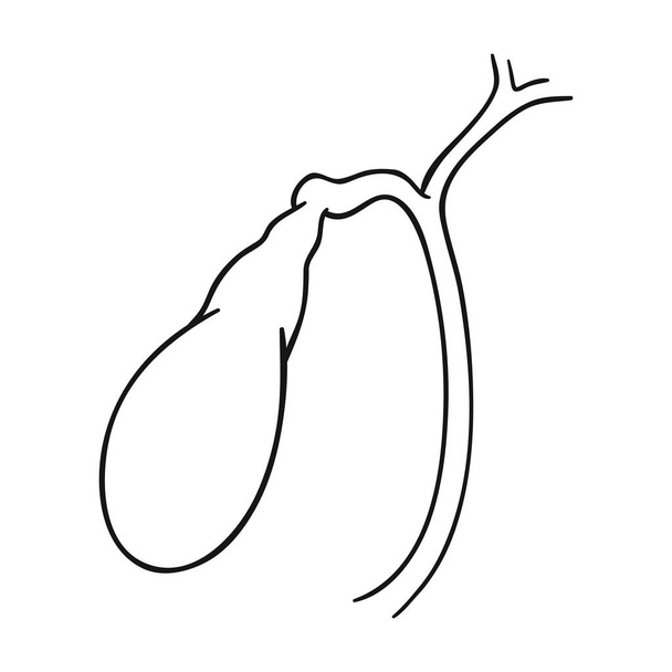 Human gallbladder icon in outline style isolated on white background. Human organs symbol stock vector illustration. - Vektör, Görsel