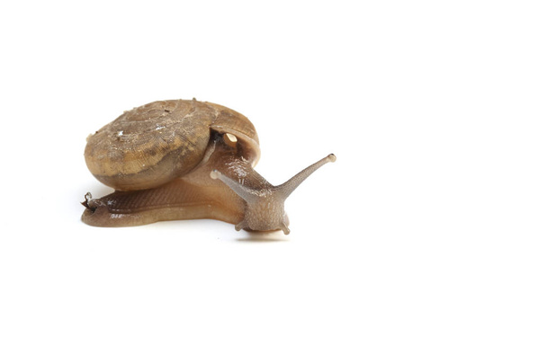 Snail isolated on white background - Foto, afbeelding