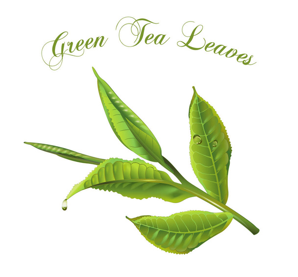 yeşil çay yaprakları - Vektör, Görsel