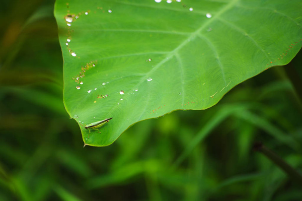 Ακρίδα μακροεντολή, καταπράσινη φύση έντομο, ακρίδα closeup camouf - Φωτογραφία, εικόνα