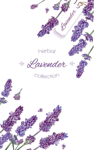 Lavender flowers banner - Vettoriali, immagini