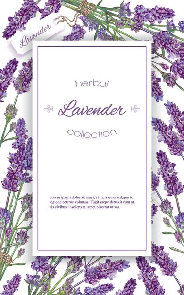 Lavender flowers banner - Vektor, Bild