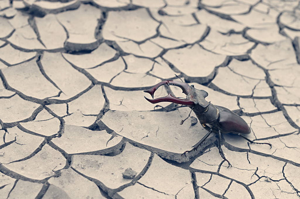 ciervos escarabajo en tierra seca, tonificación vintage
 - Foto, Imagen