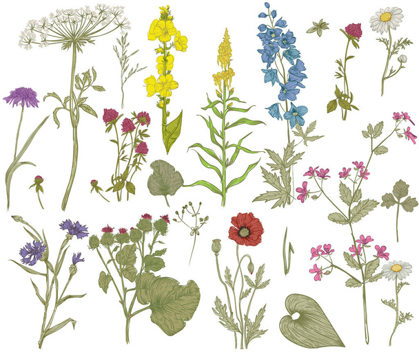 Vector colección floral salvaje
 - Vector, Imagen