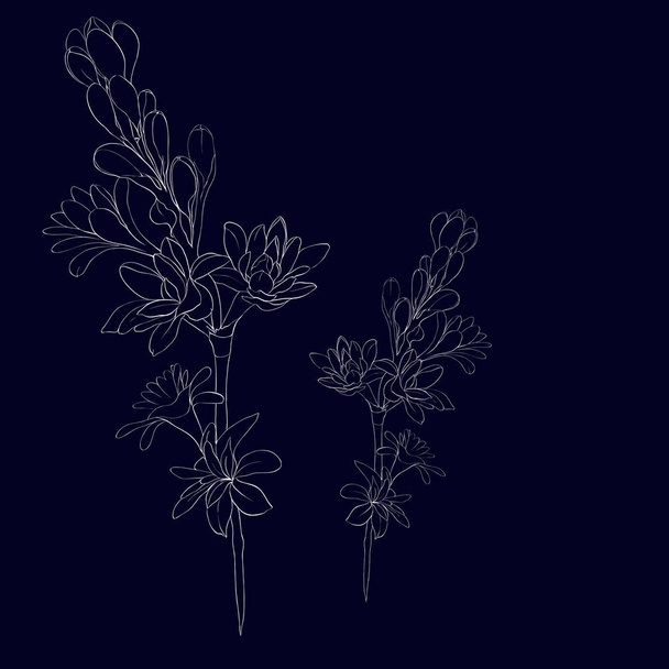 Tuberose vector image, line drawing. - Vector, Image
