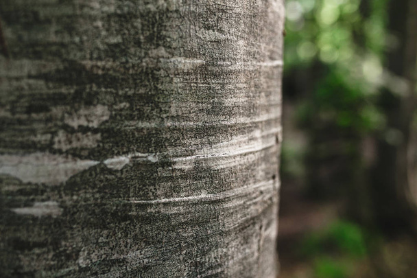 Corteccia di faggio da vicino in una foresta fatata scura
 - Foto, immagini