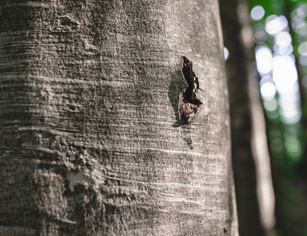 Copper beech bark içinde budak deliği. Orman ve ağaç hastalık kavramı - Fotoğraf, Görsel